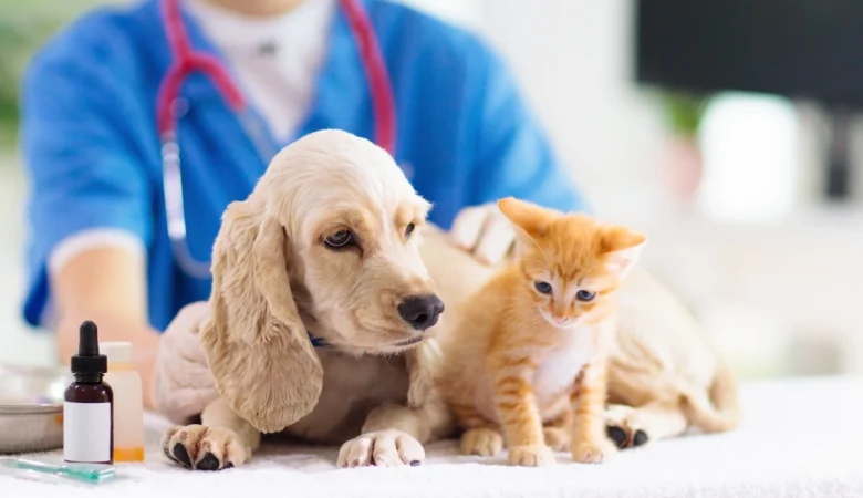 The Role of Nutrition in Pet Health: Crafting the Perfect Diet