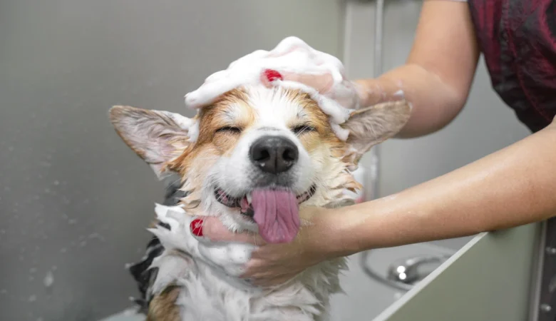 DIY Pet Grooming: Tips and Tools for Success